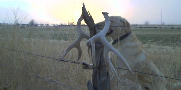 I personally train every shed dog you purchase from Xtremeshedhuntin.com.  Your dog will be able to be handled by adults and children.  Your dog will find sheds in all sorts of terrain grass fields, corn fields, bedding areas, big woods, small woods, hills, mountains, swampy fields, ect.