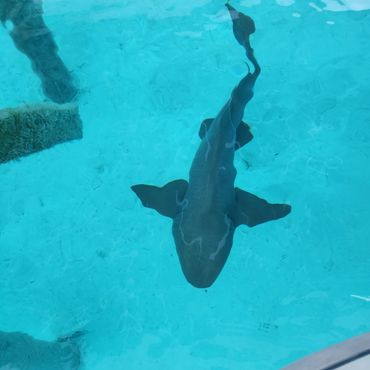 Nurse Shark: Compass Cay