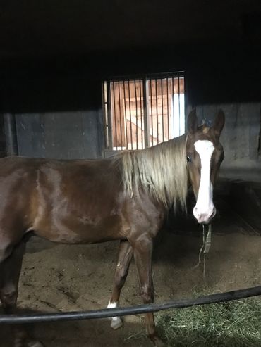 This cookie lover loves
Champion Horse Cookies - A Better Treat for Your Horse