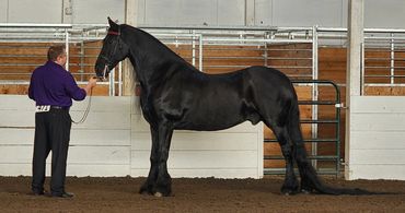 The reason for Champion Horse Cookies, Titan!