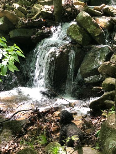 Creek a Streams and Dreams vacation rental.