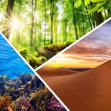 forest, ocean, sky, air, water, land, animals, plants, environment, sustainability, Earth