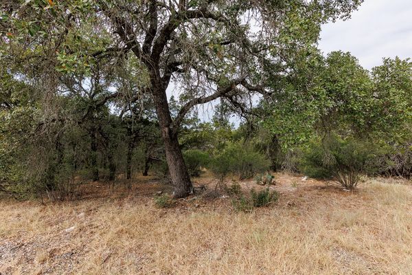 Large tree with sprawling branches in a dry, grassy area.