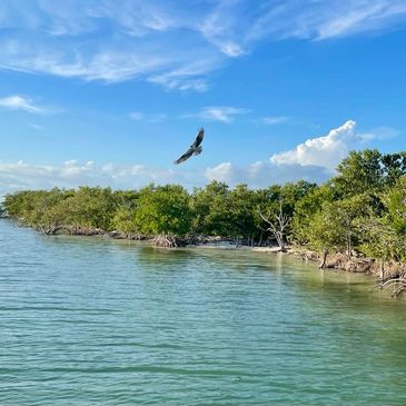Adult Osprey in Everglades National Park