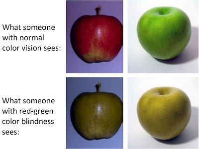 Red and green apples displayed normally and as someone with red-green color blindness would see.
