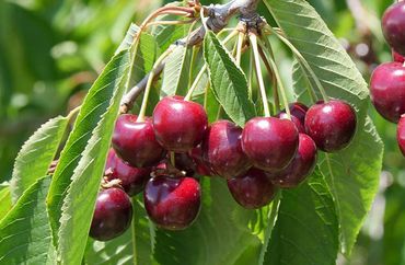 Bing Cherry Tree, Fruit Trees, Genoa Trees and Landscaping