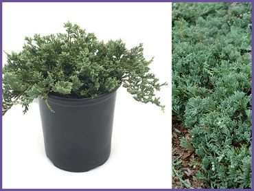 Blue Rug Juniper, evergreens shrubs and bushes, genoa trees and landscaping.