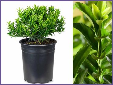 Box Leaf Euonymus, evergreen, shrubs and bushes, genoa trees and landscaping.