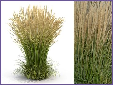 Calamagrostis Karl Foerster Grass, grass shrubs and bushes, genoa trees and landscaping.