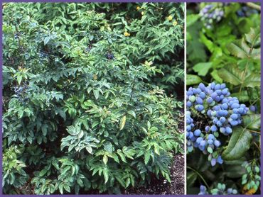 Mahonia Compact Oregon Grape, evergreens, shrubs and bushes, genoa trees and landscaping.