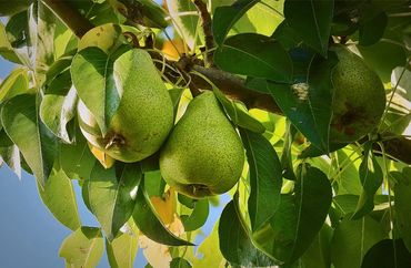D'Anjou Pear, Fruit Trees, Genoa Trees and Landscaping.