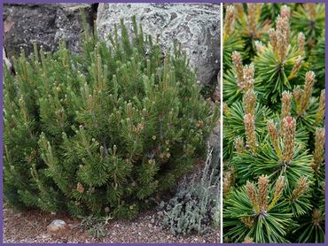 Mugo Pine, evergreens shrubs and bushes, genoa trees and landscaping.