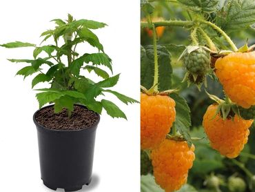 Fall Gold Everbearing Raspberry, fruiting shrubs and bushes, genoa trees and landscaping