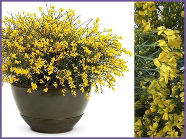 Genista Lydia Broom, evergreen shrubs and bushes, genoa tress and landscaping.