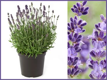 Hidcote Lavender, evergreens shrubs and bushes, genoa trees and landscaping.