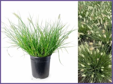 Little Bunny Dwarf Fountain Grass, grass shrubs and bushes, genoa trees and landscaping.