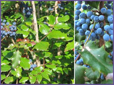 Mahonia Oregon Grape, evergreens shrubs and bushes, genoa trees and landscaping.