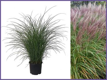 Miscanthus Gracillimus Maiden Grass, grass, shrubs and bushes, genoa trees and landscaping.