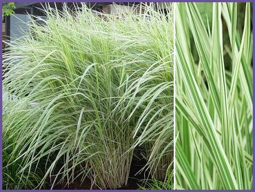 Miscanthus Variegated Grass, grass shrubs and bushes, genoa trees and landscaping.