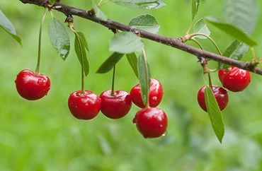 Montmorency Cherry Tree, Fruit Trees, Genoa Trees and Landscaping.