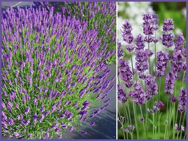Munstead Lavender, evergreens shrubs and bushes, genoa trees and landscaping.
