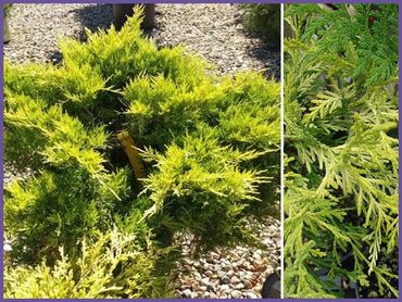 Old Gold Juniper, evergreens shrubs and bushes, genoa trees and landscaping.