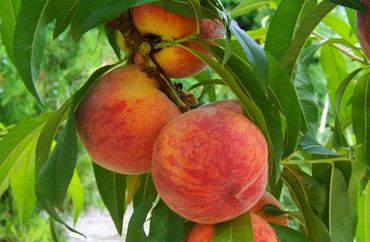 Peach Frost Peach Tree, Fruit Trees, Genoa Trees and Landscaping