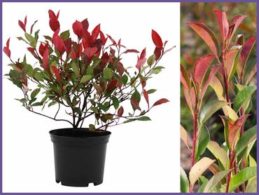 Photinia x Fraseri, evergreens shrubs and bushes, genoa trees and landscaping
