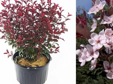 Purple Leaf Sand Cherry, fruiting shrubs and bushes, genoa trees and landscaping.