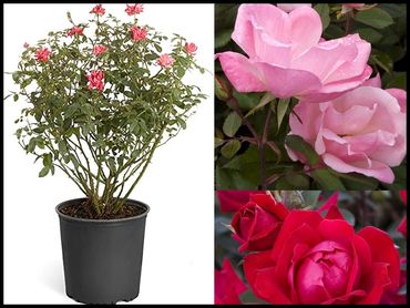 Shrub Roses, hedge rose shrub bushes, genoa trees and landscaping