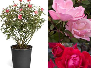 Shrub Roses, hedge rose shrub bushes, genoa trees and landscaping
