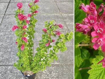 Ribes King Edward Currant, fruit shrubs and bushes, genoa trees and landscaping.