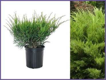 Sea Green Juniper, evergreens shrubs and bushes, genoa trees and landscaping.