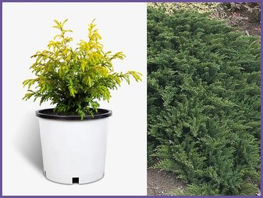 Tamarix Juniper, evergreens shrubs and bushes, genoa trees and landscaping.