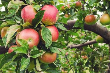 Honeycrisp apple tree, Fruit Trees, Genoa Trees and Landscaping