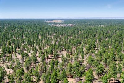 Aerial view of a vast pine forest under a clear blue sky.