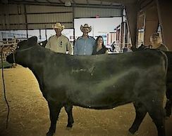 An H-V 2 year old Heifer, being shown at the local Lea County Fair.