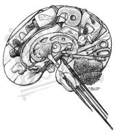 Right Brain: Human brain made of art supplies. Paint, brush, pen, pencil, palette, scissors, tape,