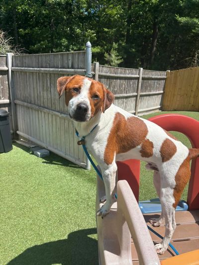A brown and white dog standing on a playground slide outdoors.