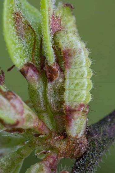 Close-up of a hairy green caterpillar on a budding plant.