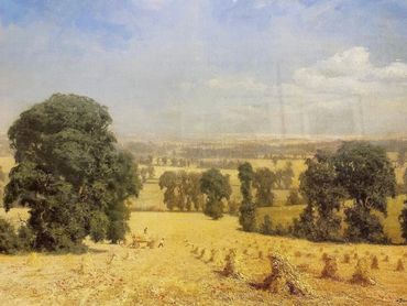 Ye olde cornfield with English Elm.