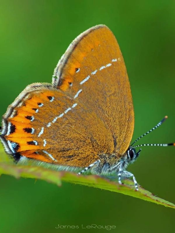 Orange butterfly with intricate white and black patterns resting on a green leaf.