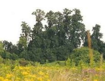 Dense green forest surrounded by a field with yellow flowers.