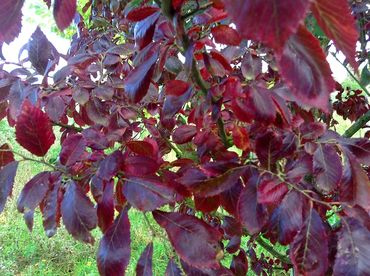 Close-up of vibrant red leaves on a tree branch with green grass background.