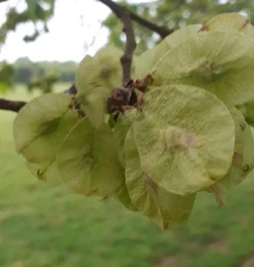 Close-up of green seed pods on a tree branch in a natural setting.