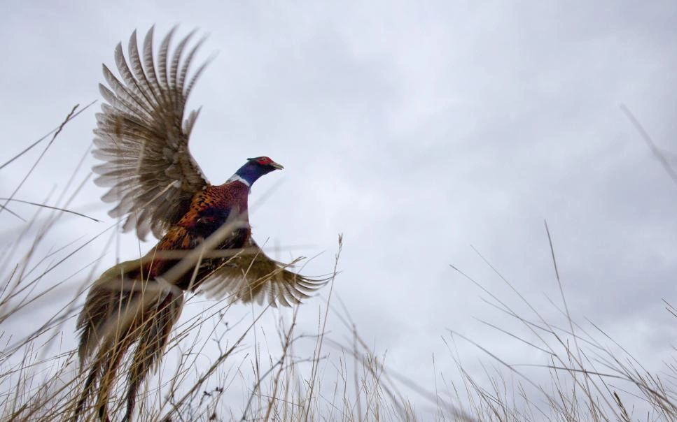 Rooster pheasant flying photo by North Dakota Game and Fish
