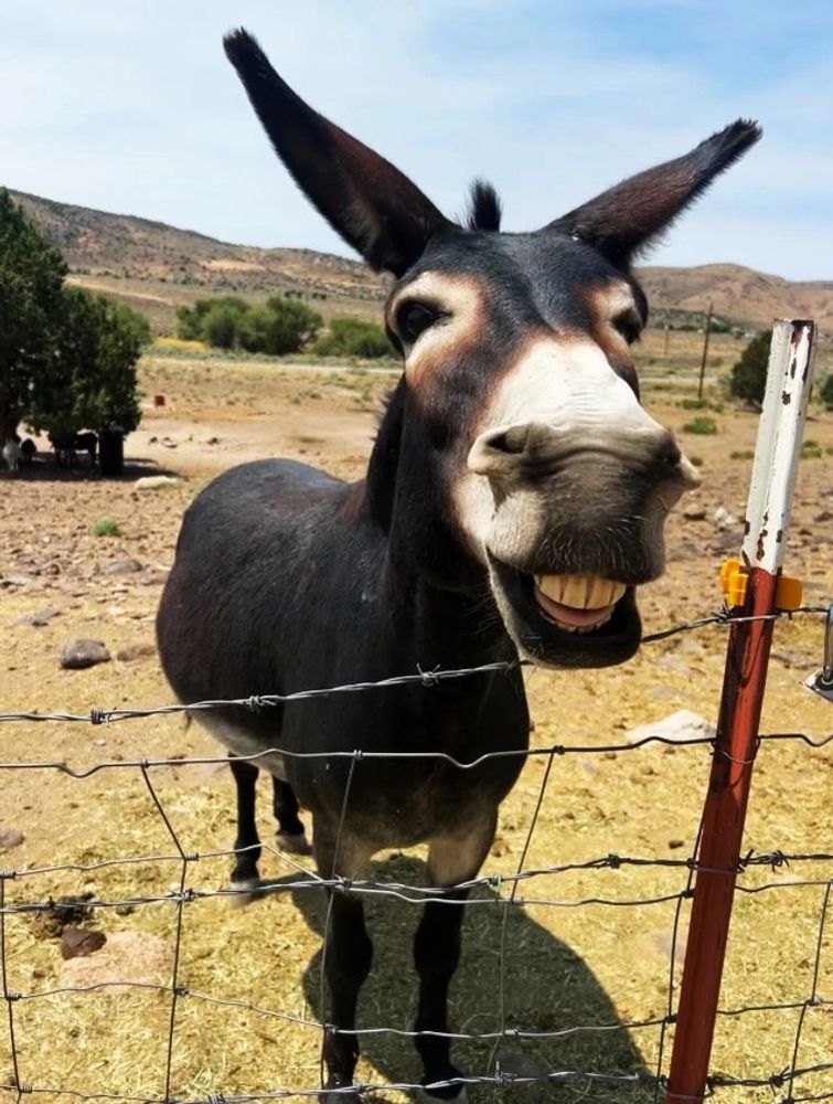 Playful donkey showing his teeth at Om Home Healing Sanctuary.
