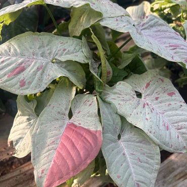 Milk Confetti Syngonium