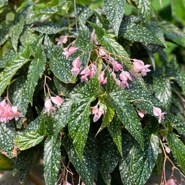 Angel Wing Begonia