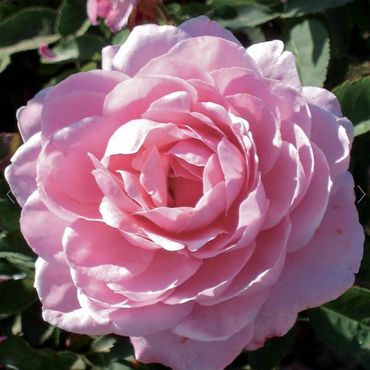 Belinda's Dream Rose